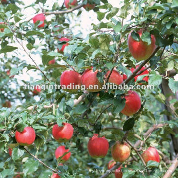 red gala apple supplier